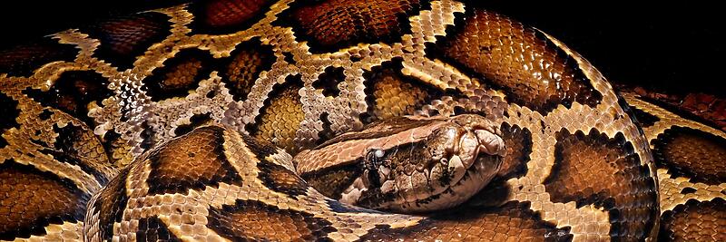 Burmese Pythons