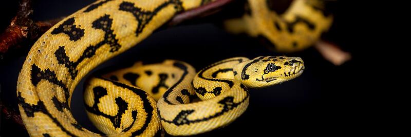 Carpet Pythons