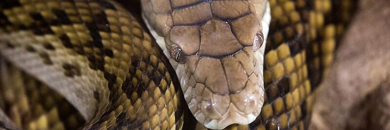 Other Pythons