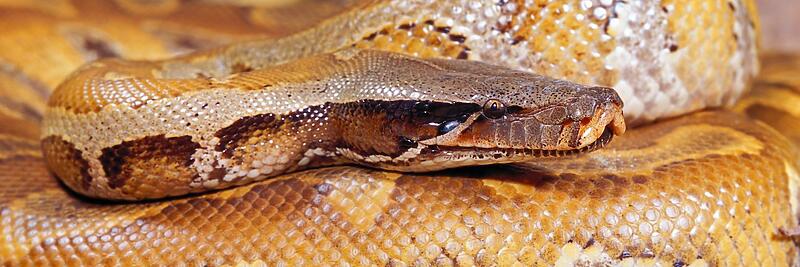 Short Tailed Pythons