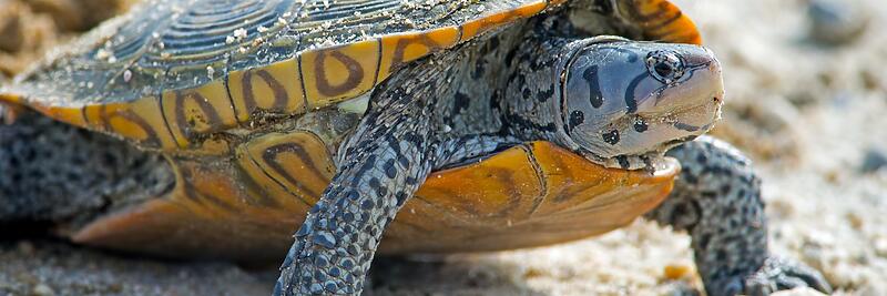 Turtles