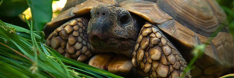 Tortoises