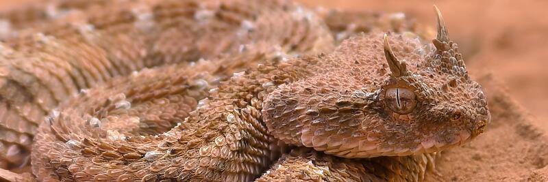 Venomous Reptiles