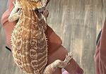 Hypo-Leatherback Bearded Dragon - Orange/Red Juvenile - Juvenile Hypo-Leatherback bearded dragon displaying bright orange and red citrus tones. Clear nails confirm hypo genetics. Smooth leatherback scalation allows coloration to show cleanly across the body. Healthy, alert, and growing well. Color may continue to intensify with age and proper husbandry.